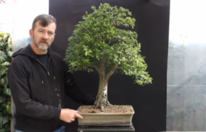 Hawthorn yamadori bonsai with Harry Harrington