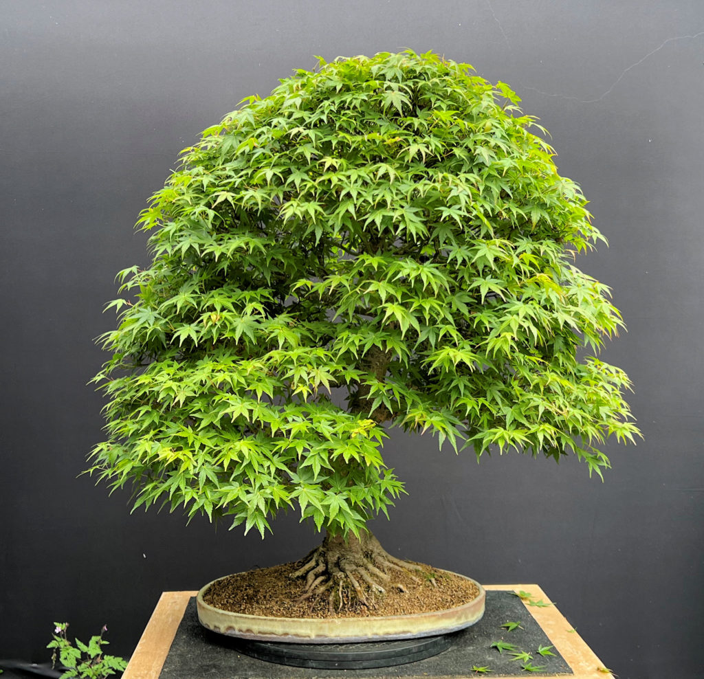 japanese maple bonsai