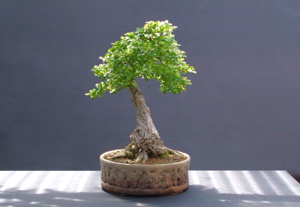 Berberis bonsai