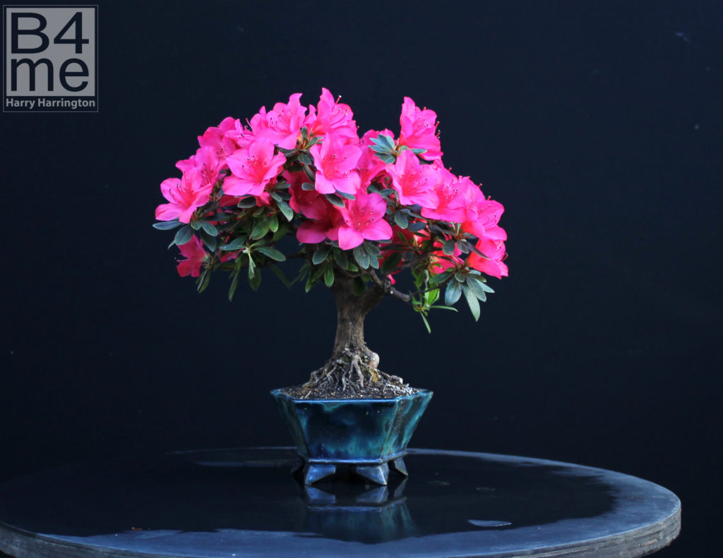 Azalea bonsai by Harry Harrington