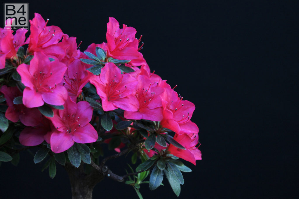 azalea bonsai flower