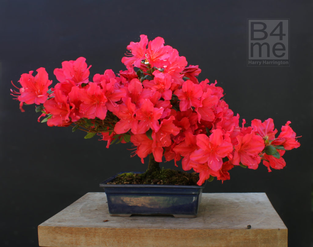 azalea bonsai