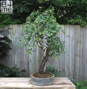 Birch bonsai