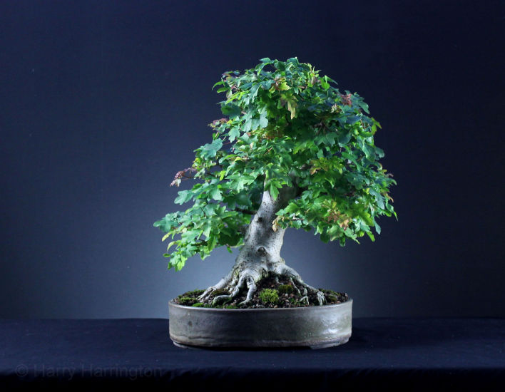 field maple bonsai
