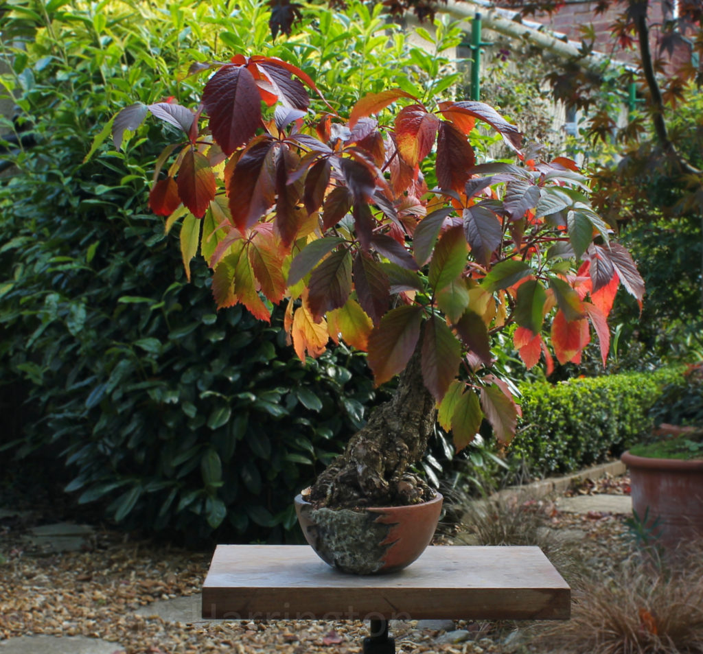 parthenocissus Virginia Creeper bonsai by Harry Harrington