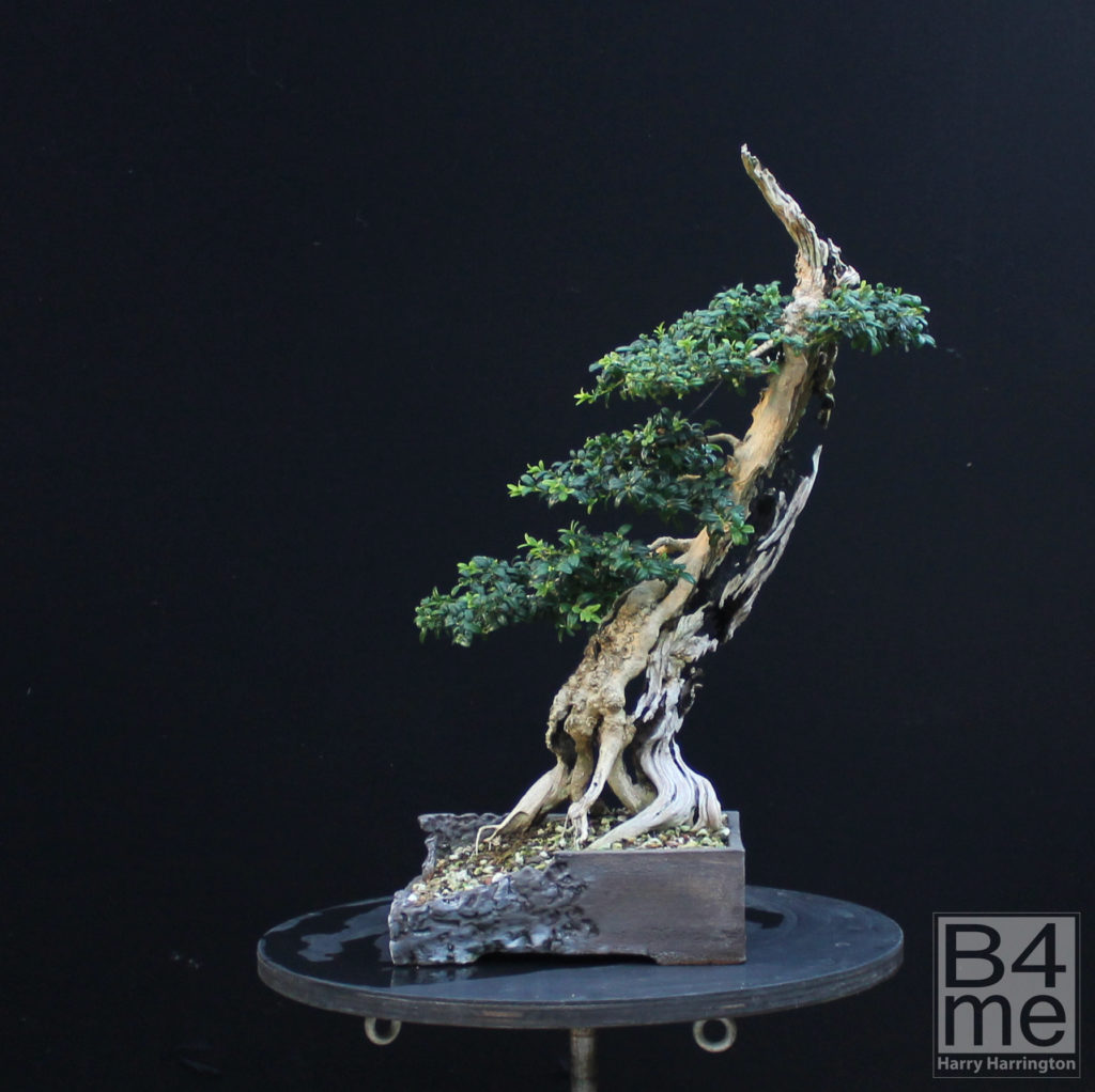 boxwood bonsai