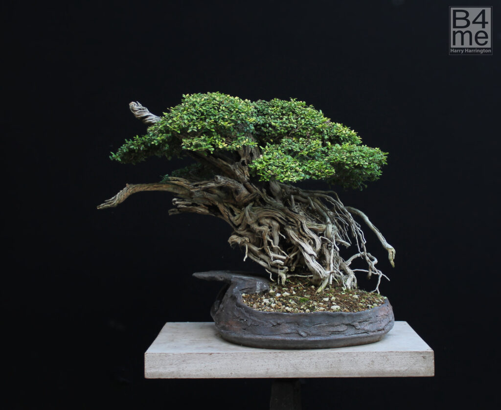 Lonicera nitida bonsai
