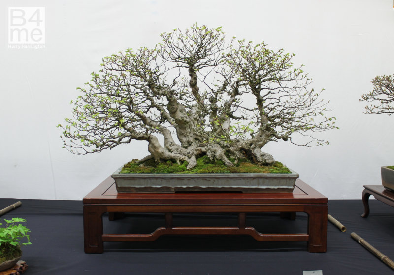 Carpinus turczaninowi Korean Hornbeam bonsai Owned by Ian Stewartson Pot by Gordon Duffet Expo Bonsai UK Show London 2019