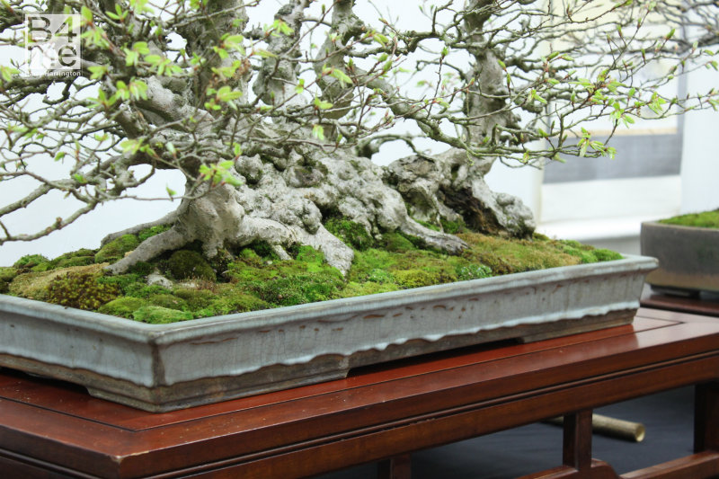 Carpinus turczaninowi Korean Hornbeam bonsai Owned by Ian Stewartson Pot by Gordon Duffet Expo Bonsai UK Show London 2019