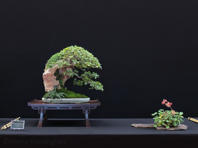 Celtis sinensis bonsai by Jean-Pierre Cardinal Bonsai Pot China Saulieu 161017