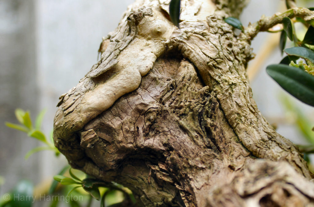 boxwood bonsai deadwood