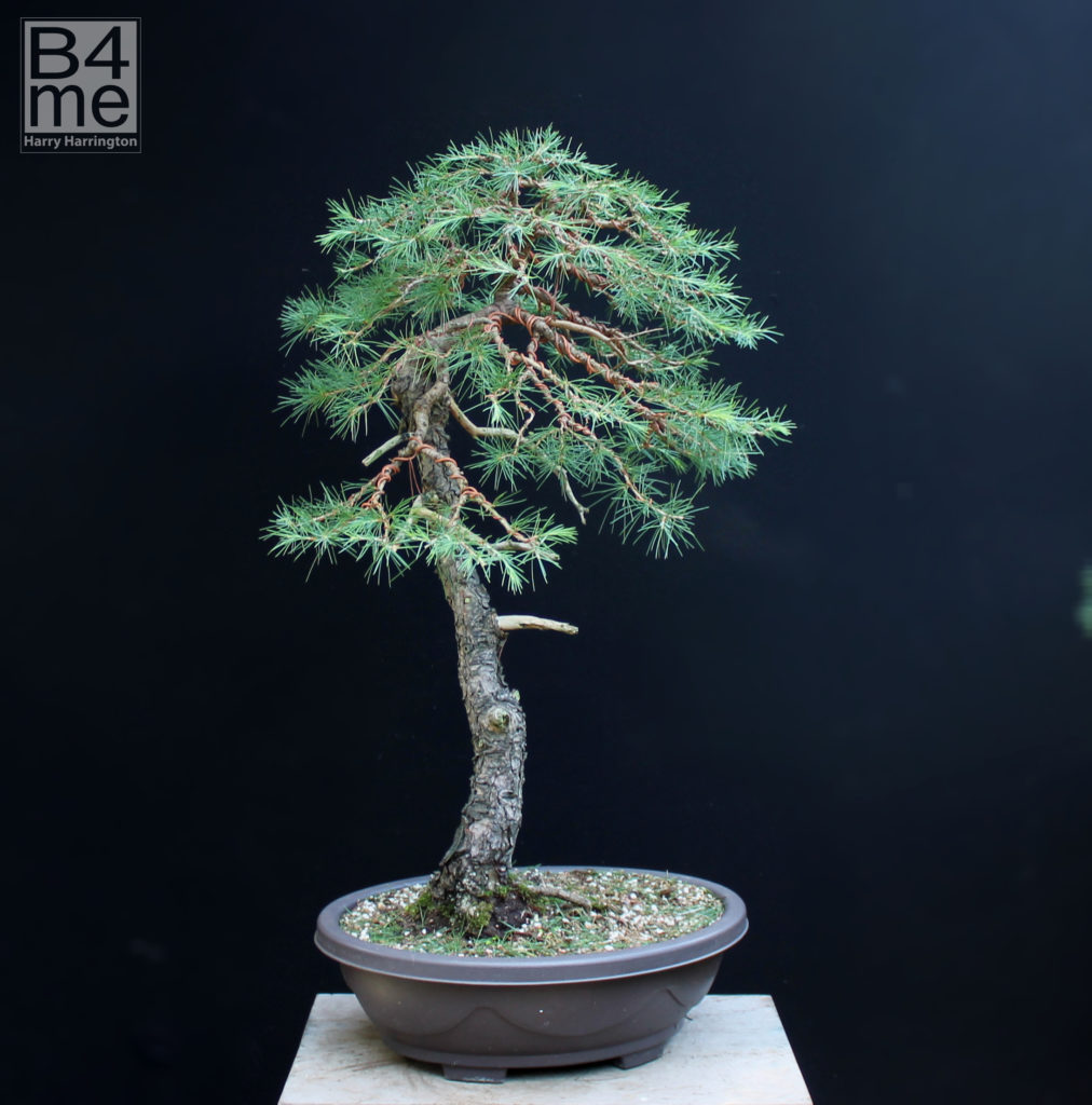 Atlantic cedar bonsai styled by Harry Harrington