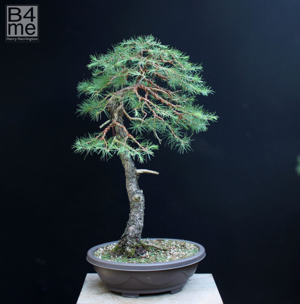 Cedrus Cedar Bonsai – Bonsai4Me