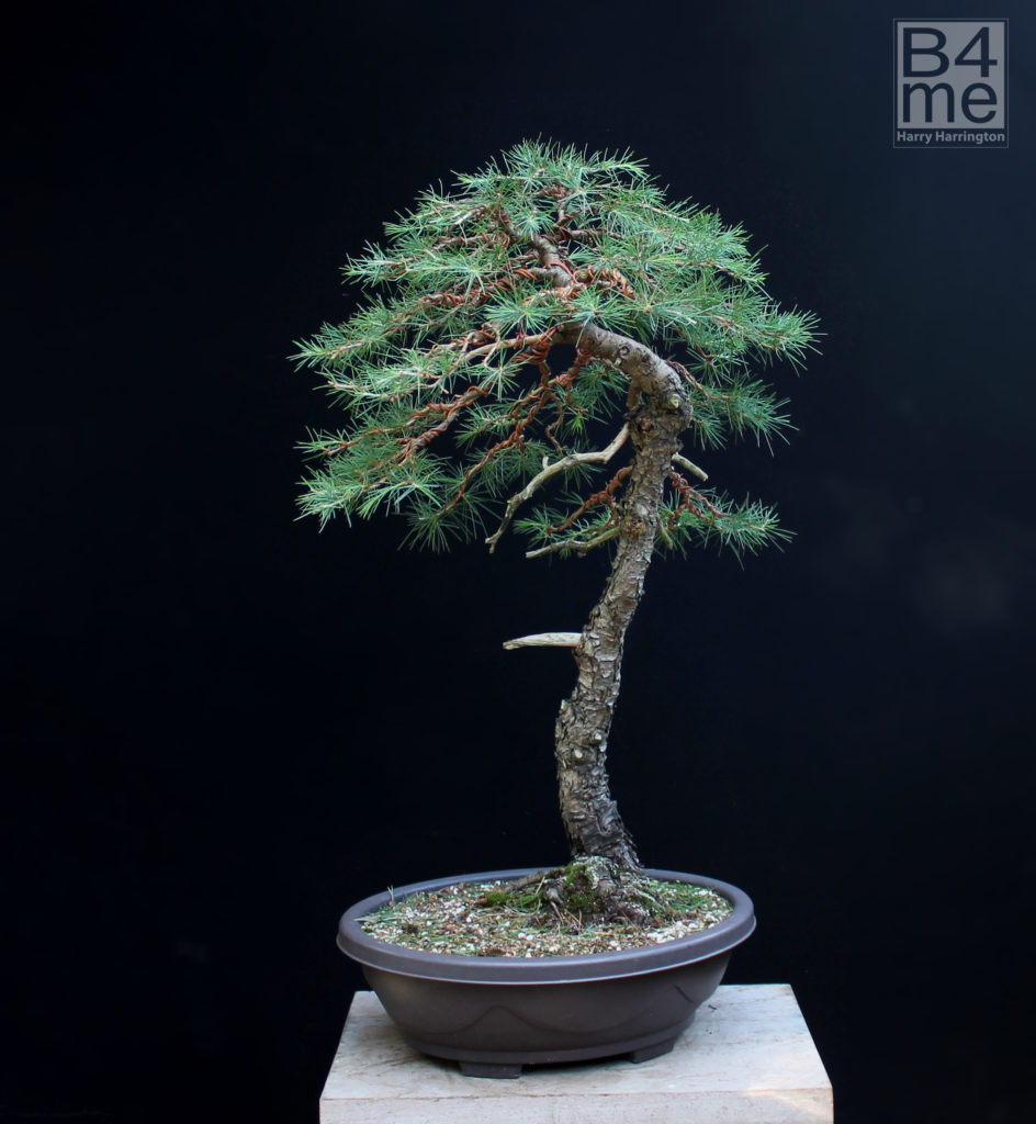 Atlantic cedar bonsai