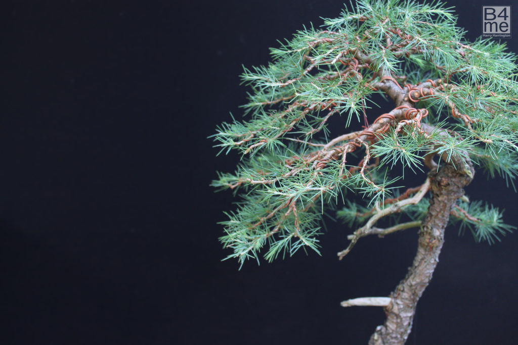 Atlantic cedar bonsai styled by Harry Harrington