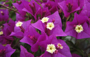 bougainvillea bonsai