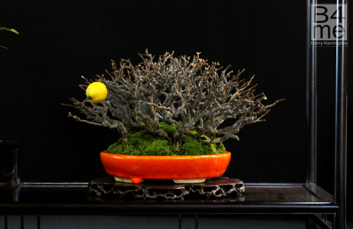 Quince shohin bonsai by Bob Van Ruitenbeek European Bonsai San Show 2019 (37)