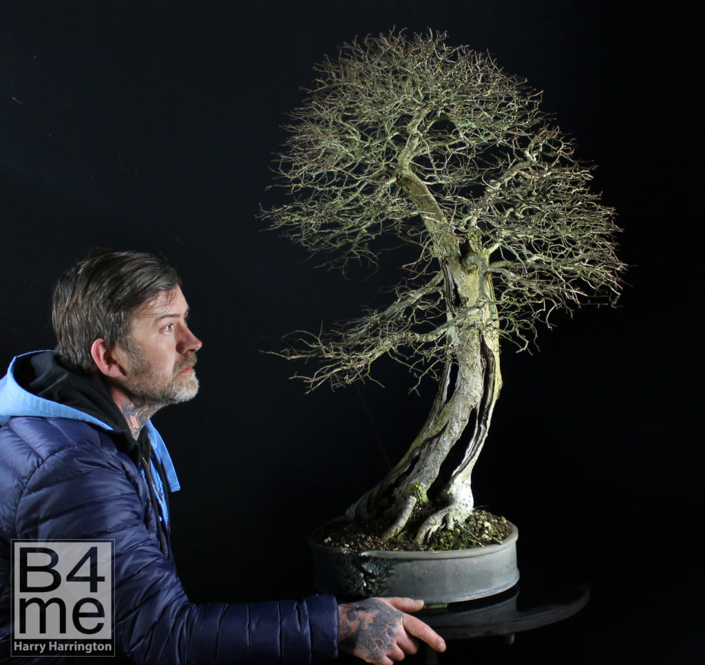 Harry Harrington and English Elm bonsai