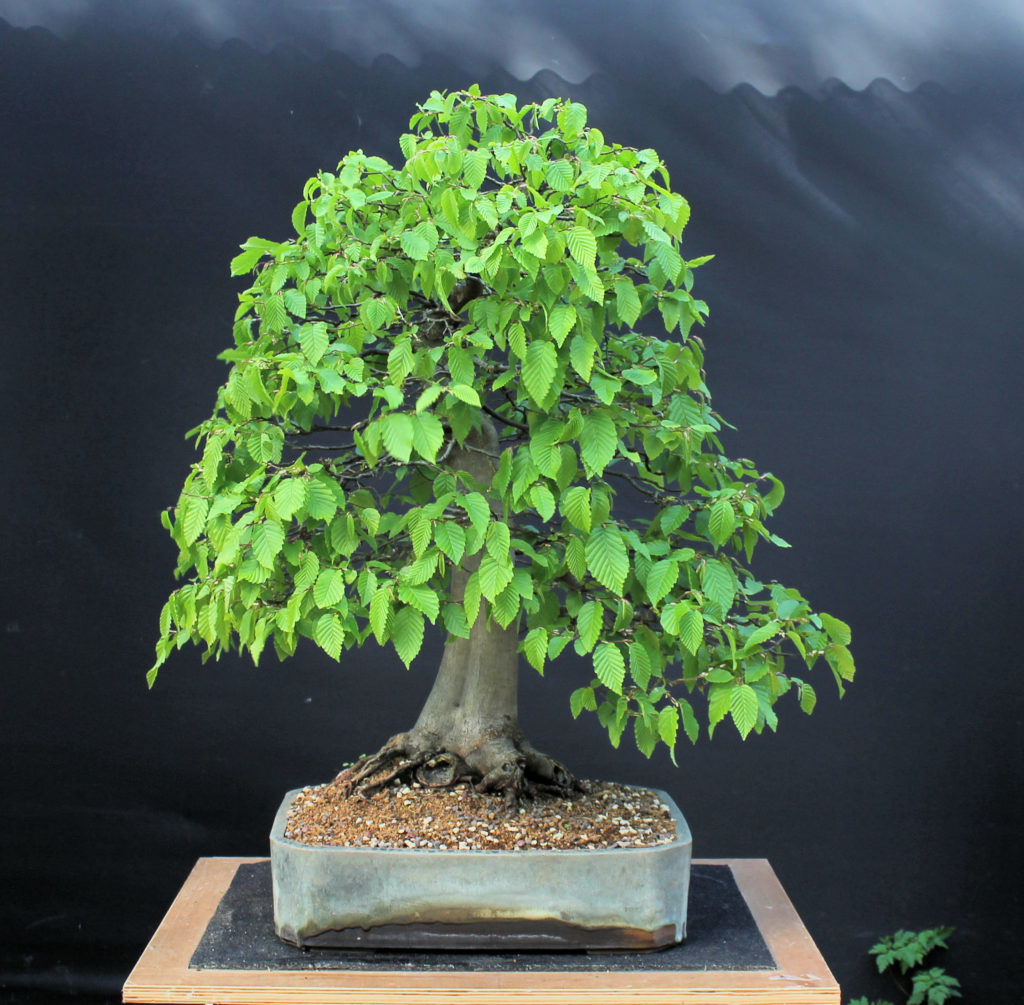 Hornbeam Bonsai