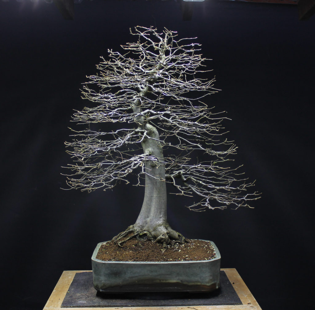 Hornbeam Bonsai