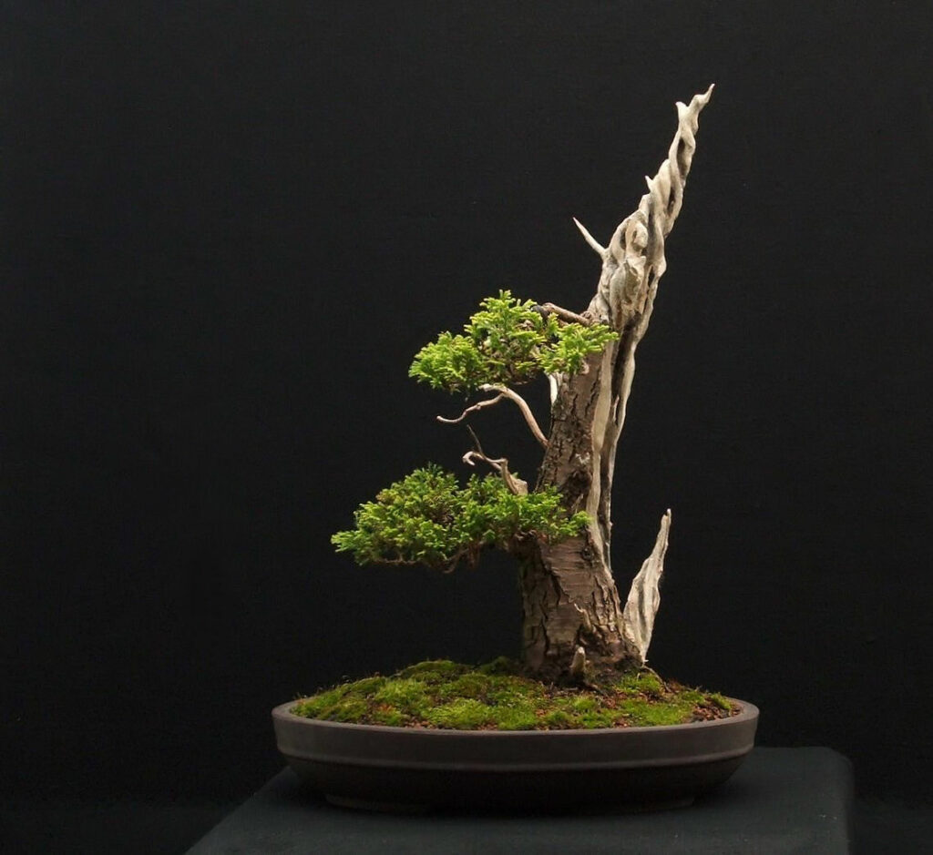 Chamaecyparis False Cypress bonsai