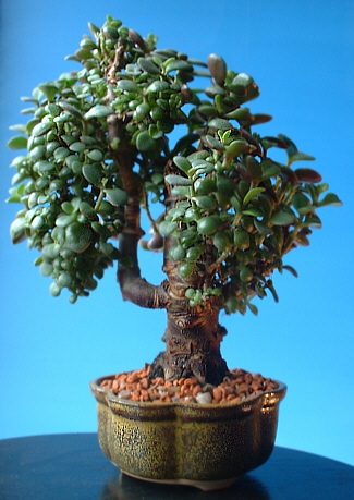 money tree plant bonsai