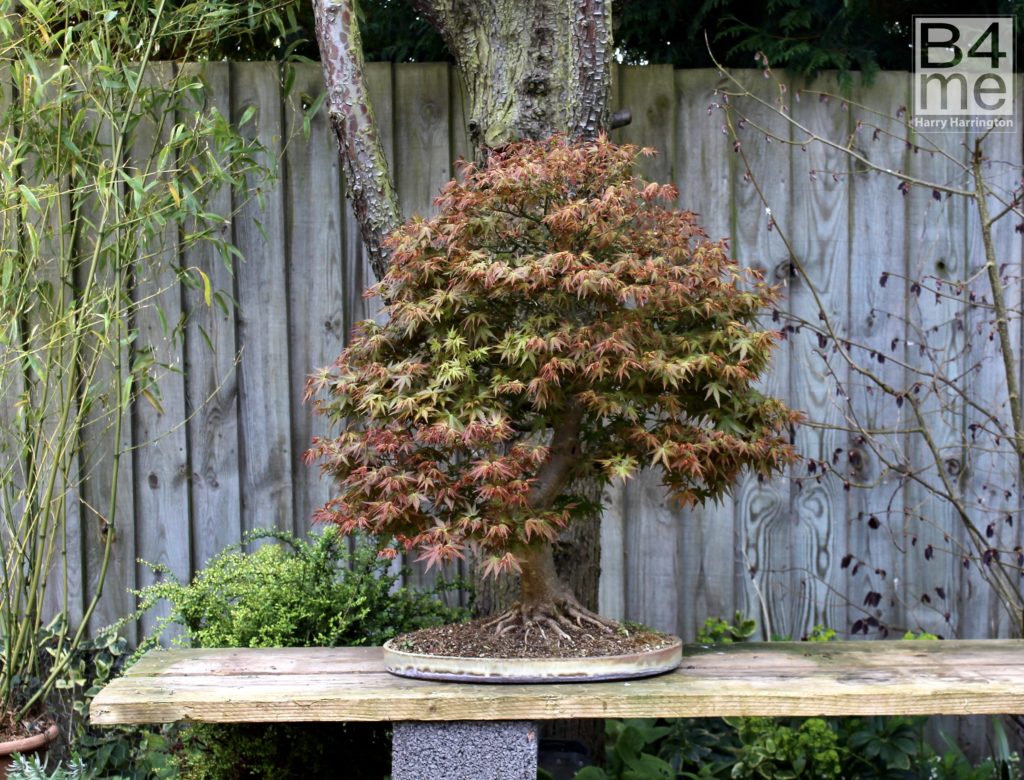 Japanese Maple Bonsai by Harry Harrington