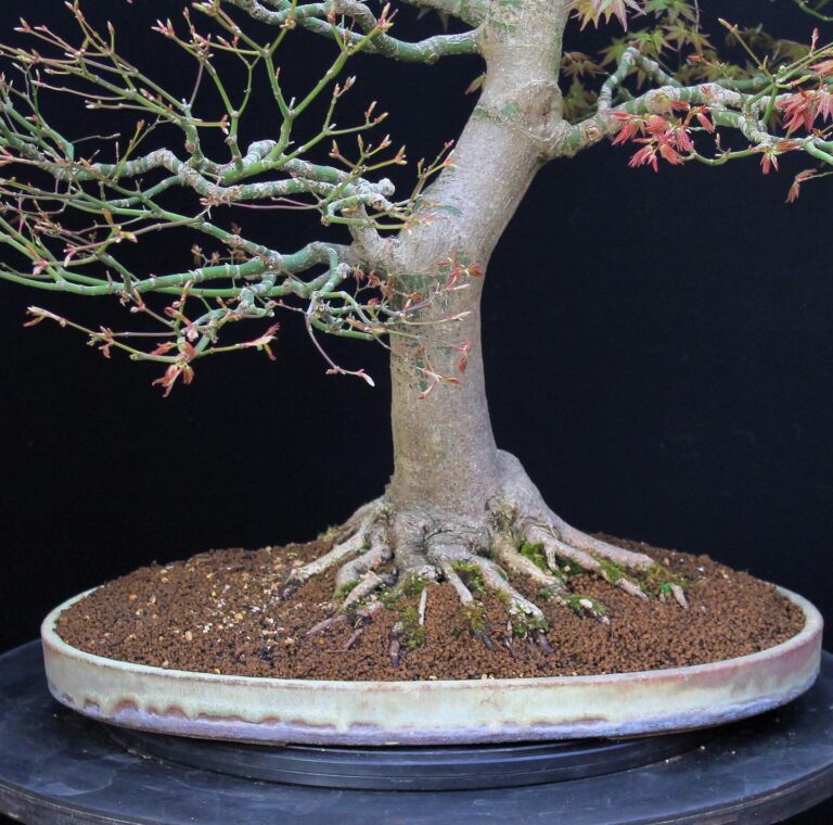 Japanese Maple bonsai nebari