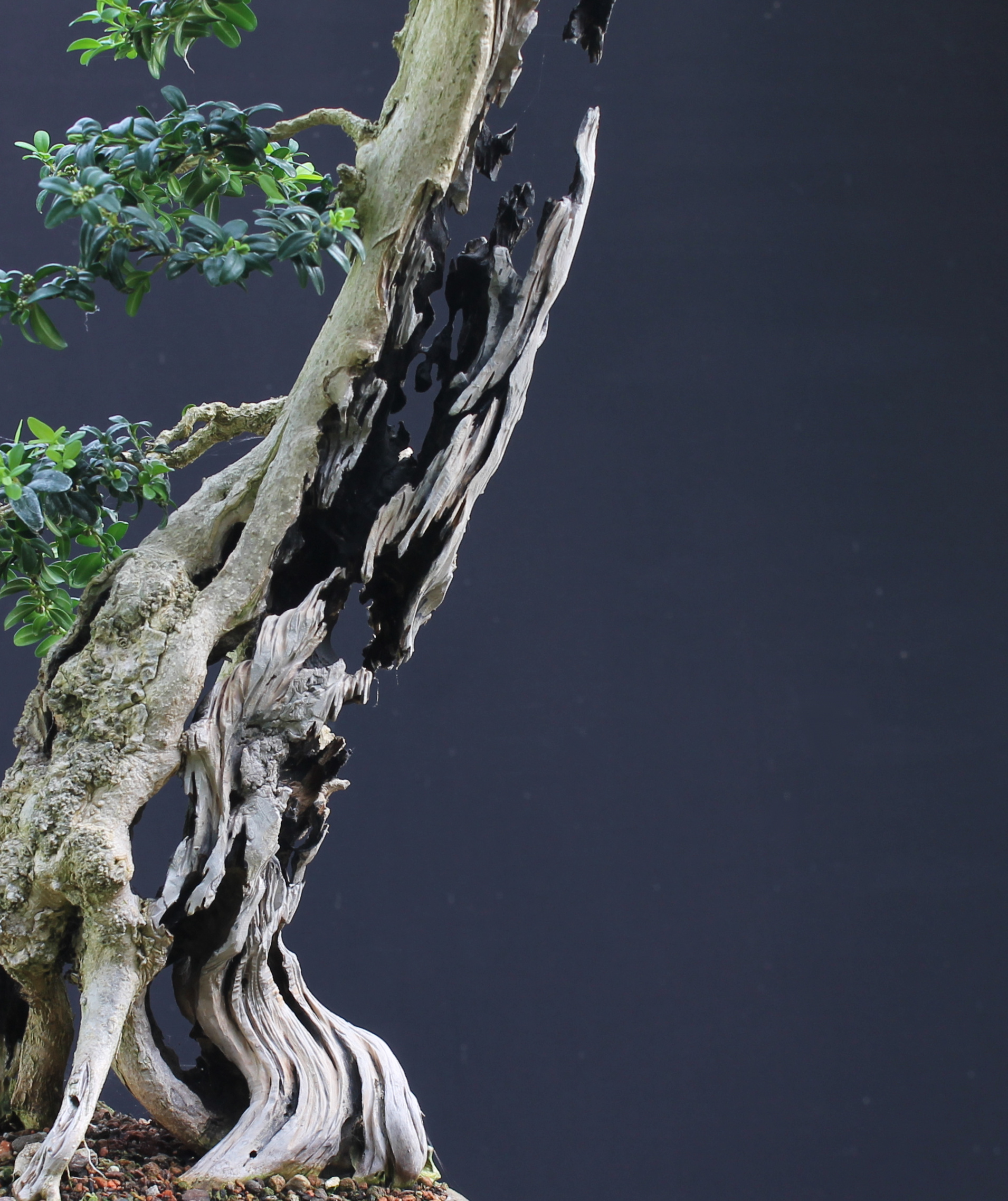 Bonsai Myths Part Four Lime Sulphur Demystifying Lime Sulphur Bonsai4Me