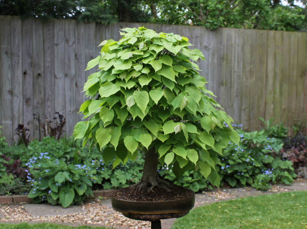 harry harrington Tilia bonsai