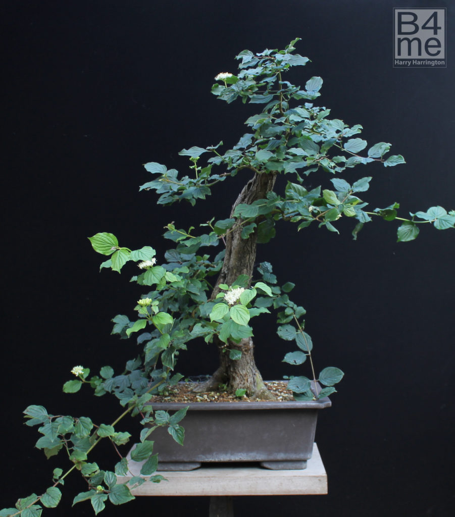 Dogwood bonsai