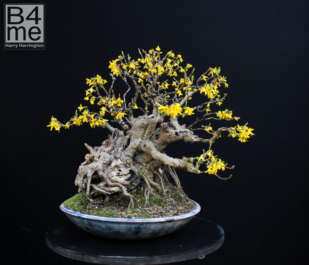 Forsythia bonsai by Harry Harrington