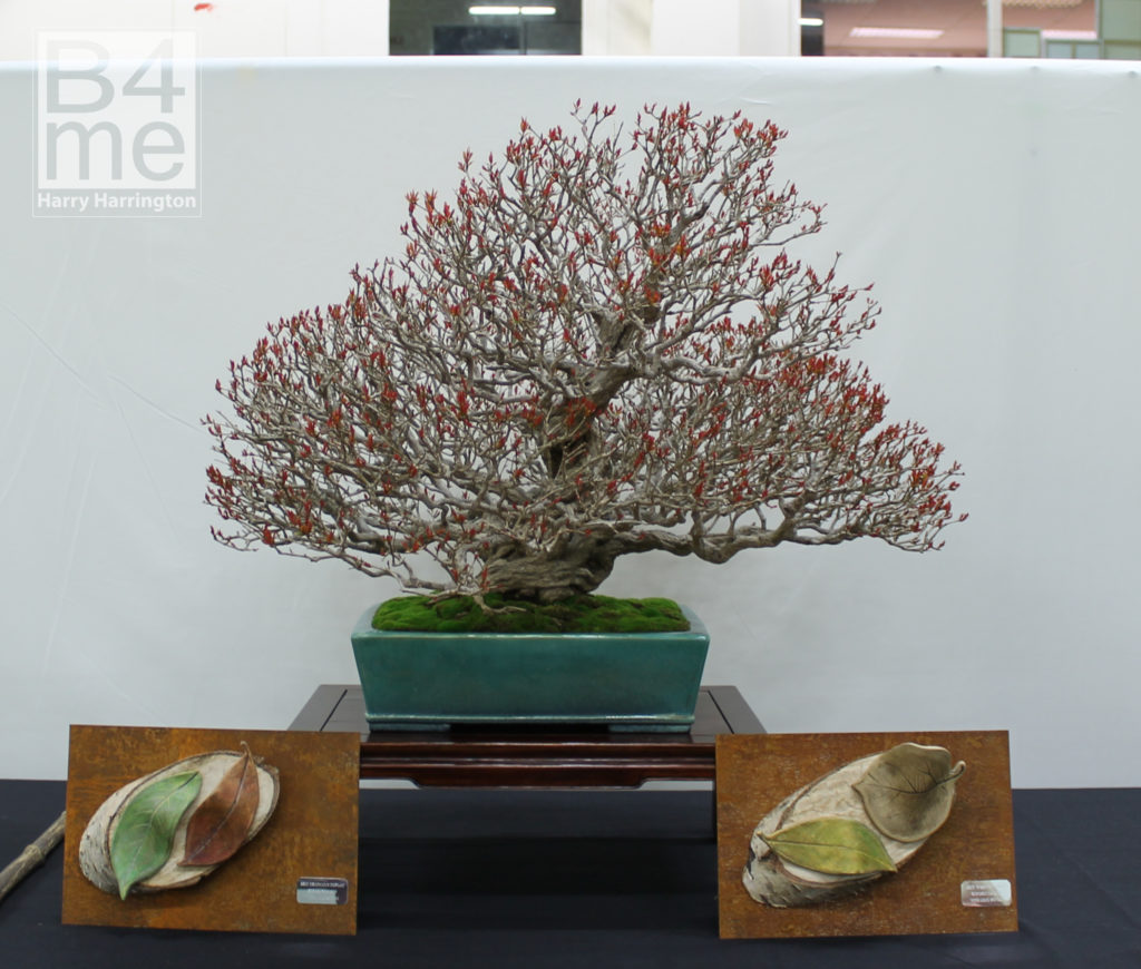 Punica granatum Pomegranate bonsai
