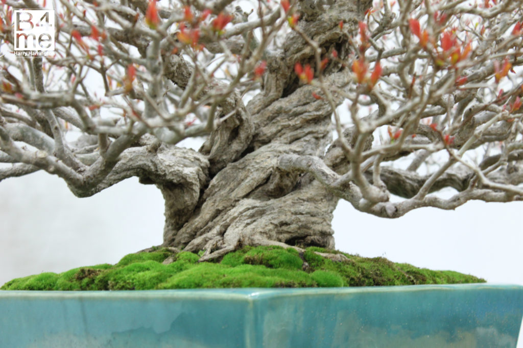 Punica granatum Pomegranate bonsai at the Expo bonsai UK 2019