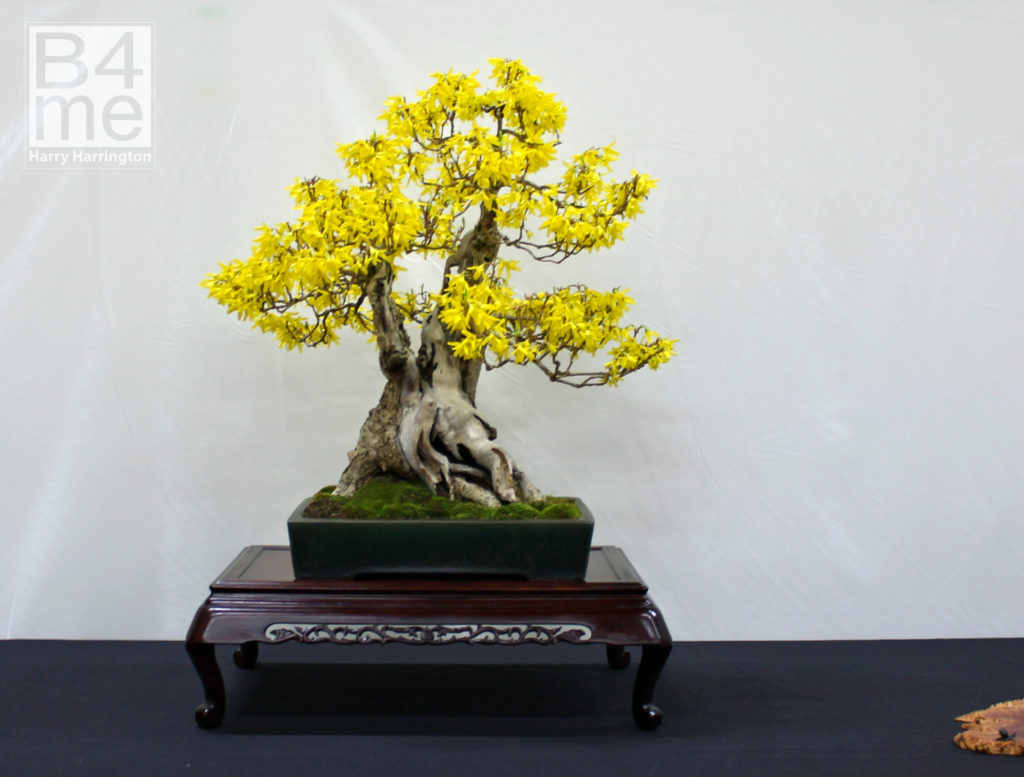 Forsythia bonsai by Jose Redondo. ExpoBonsai 2019