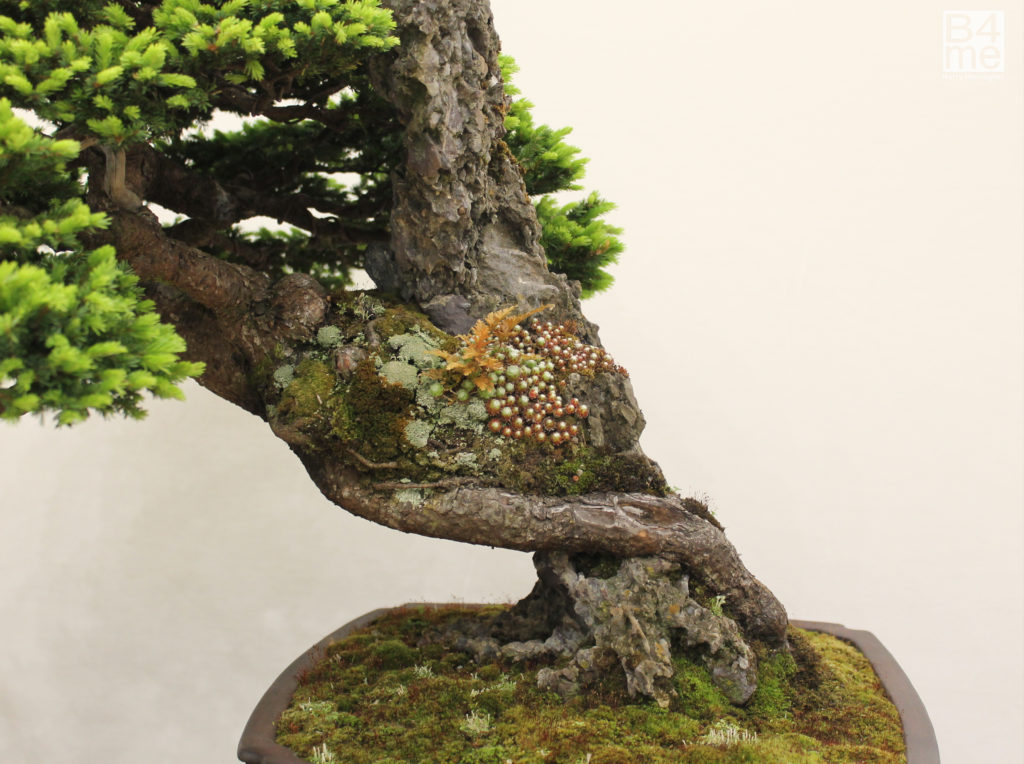 Ezo Spruce bonsai by John Pitt ExpoBonsai Show 2022