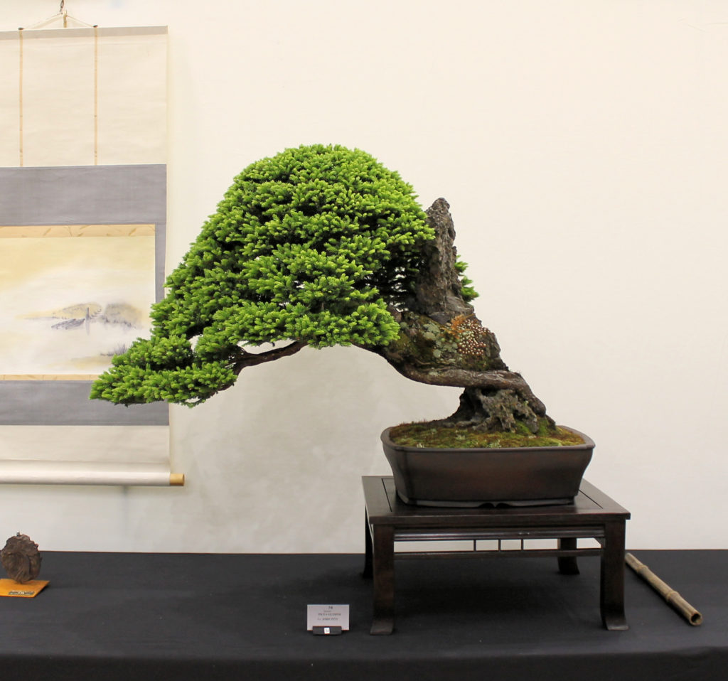 Ezo Spruce bonsai by John Pitt