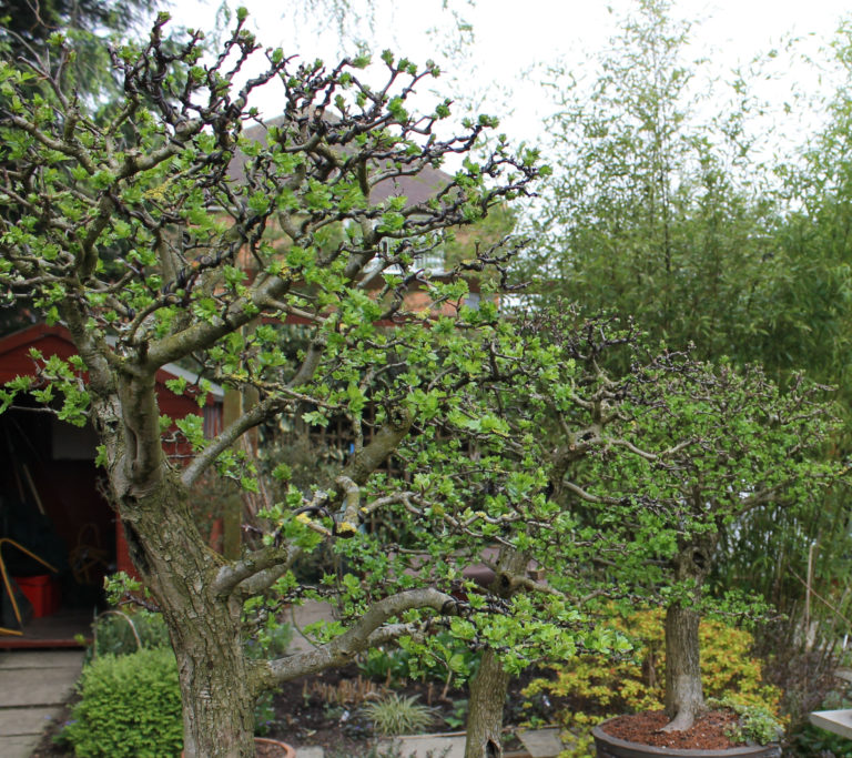 hawthorn bonsai in the garden