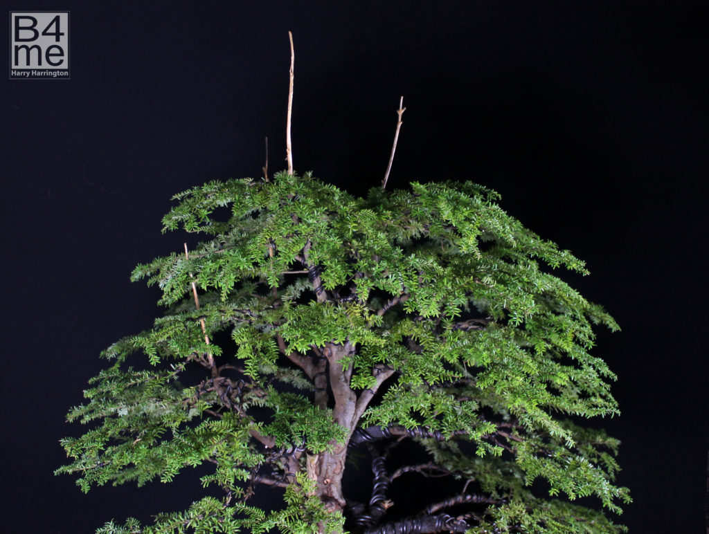 Hemlock bonsai by Harry Harrington