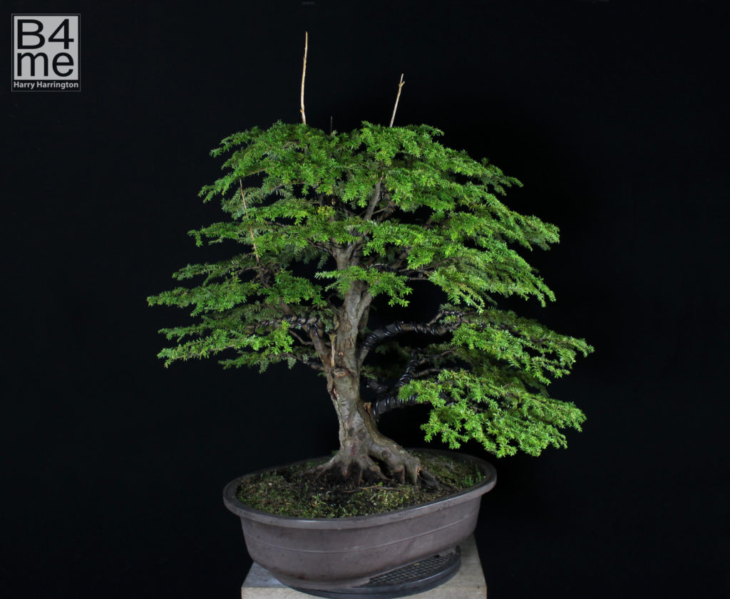 Hemlock bonsai by Harry Harrington