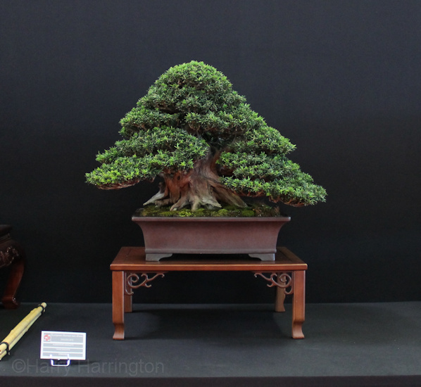 Taxus baccata Owned by Alessandro Margutti Pot Yamaaki Saulieu Bonsai Show 161016