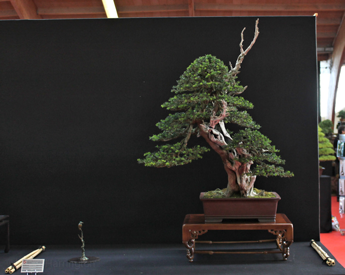 Taxus baccata Owner Andres Alvarez Pot China European Bonsai Sans Saulieu Bonsai Show 2016