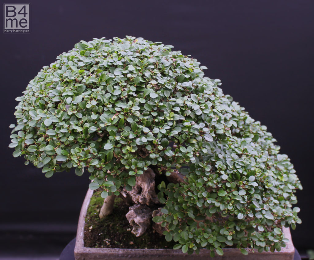 Privet bonsai by Harry Harrington