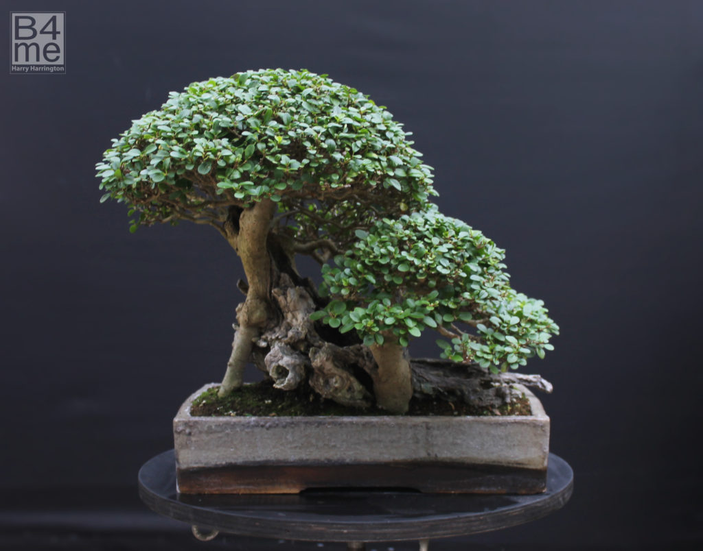 Page – Outdoor Trees Bonsai4Me 5 –