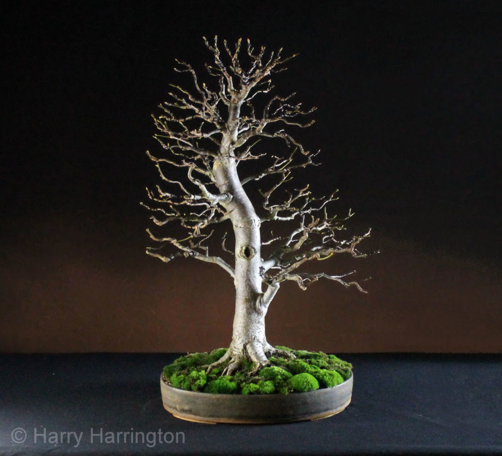 Tilia bonsai by harry harrington