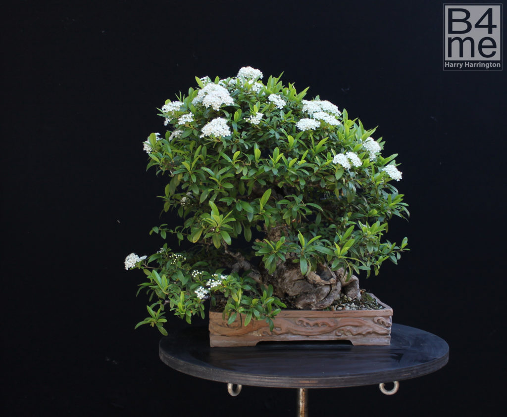Pyracantha bonsai in flower by Harry Harrington