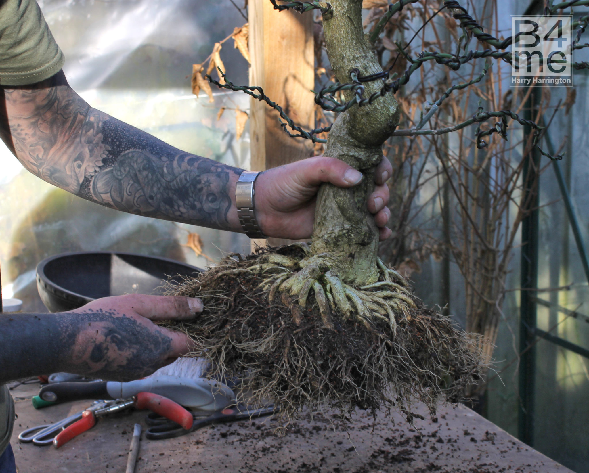 A Basic Guide to Pests and Diseases That Affect Bonsai Bonsai4Me