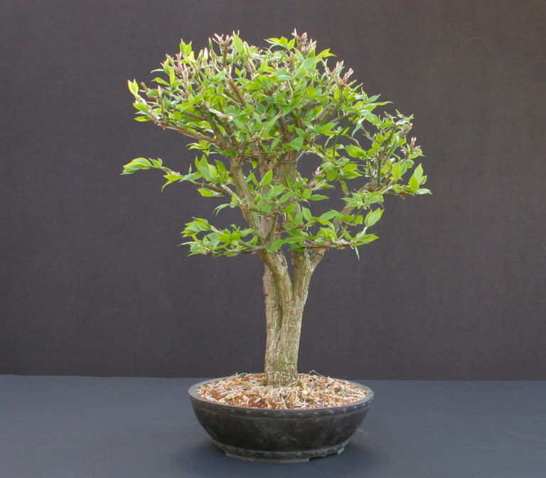 Euonymous alatus Spindle/Burning Bush bonsai.