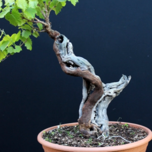 Vitis Grape Bonsai Carving Deadwood
