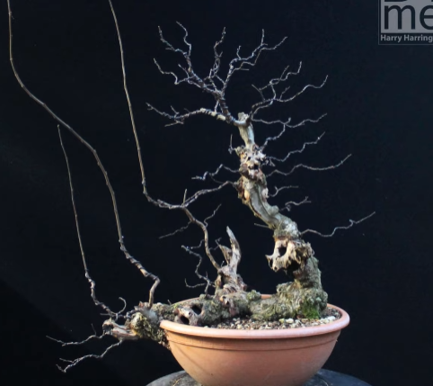 Elm Bonsai Carving and Styling